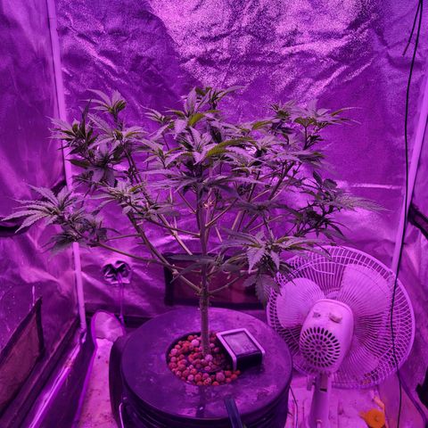 BIG BUD growlog timeline photo