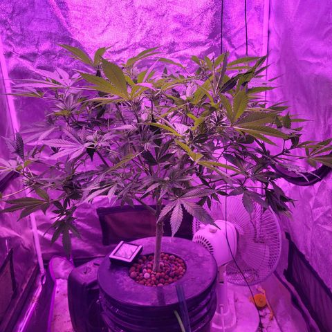 BIG BUD growlog timeline photo