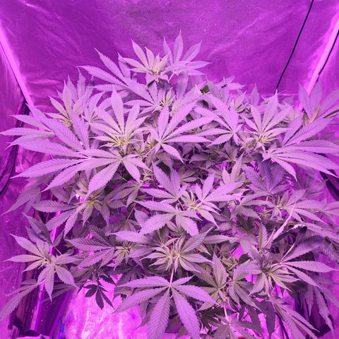 BIG BUD growlog timeline photo
