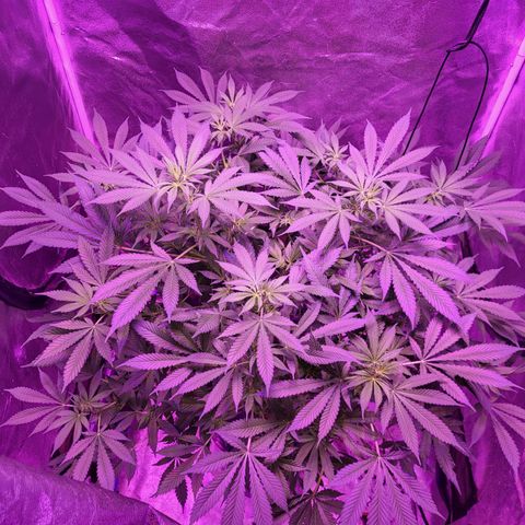 BIG BUD growlog timeline photo