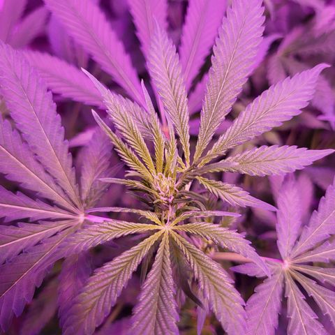 BIG BUD growlog timeline photo