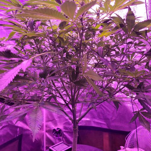 BIG BUD growlog timeline photo
