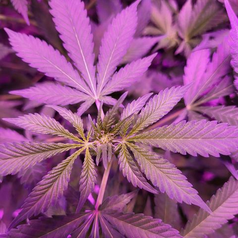 BIG BUD growlog timeline photo