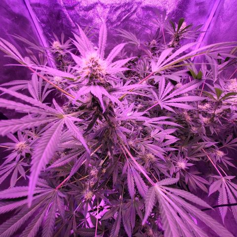 BIG BUD growlog timeline photo