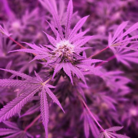 BIG BUD growlog timeline photo