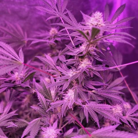 BIG BUD growlog timeline photo