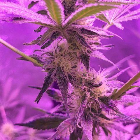 BIG BUD growlog timeline photo