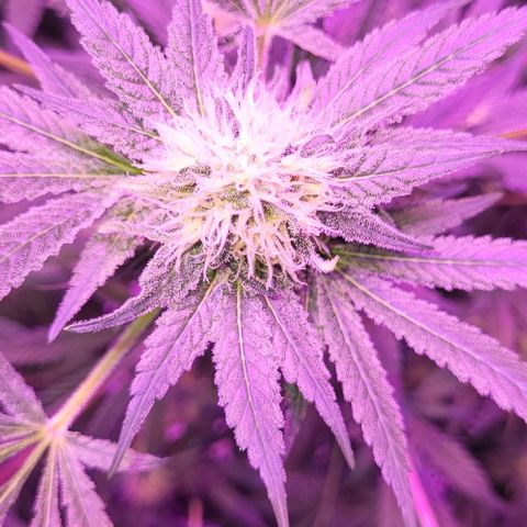 BIG BUD growlog timeline photo