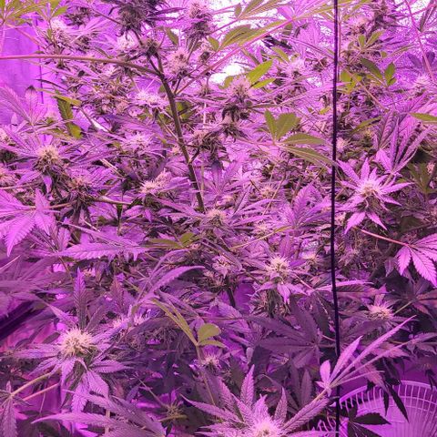 BIG BUD growlog timeline photo