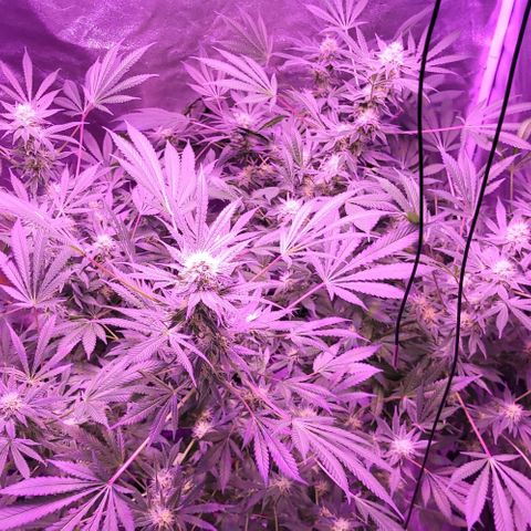 BIG BUD growlog timeline photo