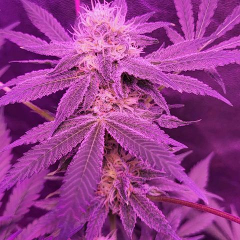 BIG BUD growlog timeline photo