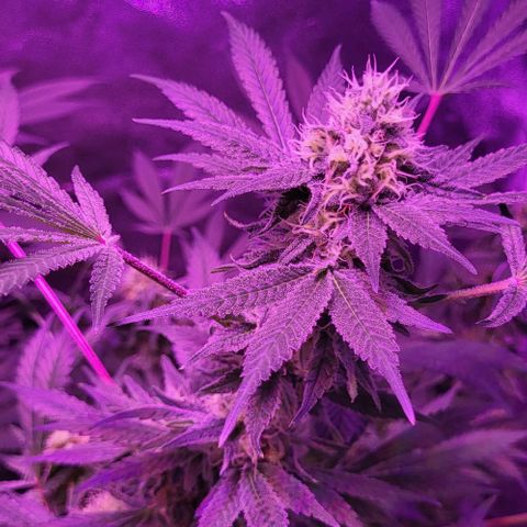 BIG BUD growlog timeline photo