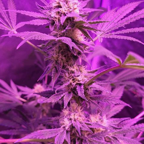 BIG BUD growlog timeline photo
