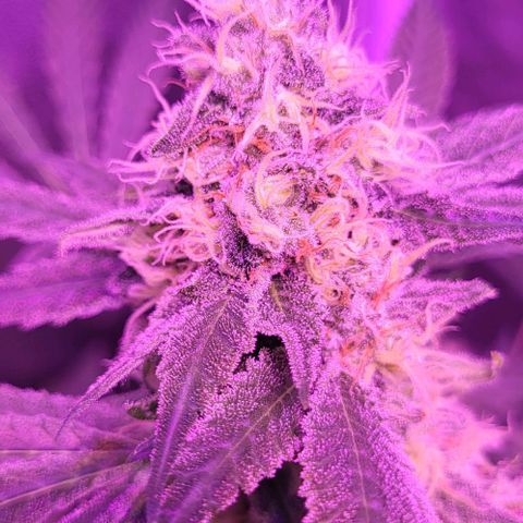 BIG BUD growlog timeline photo