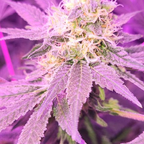 BIG BUD growlog timeline photo