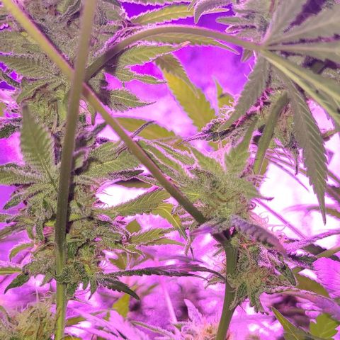 BIG BUD growlog timeline photo