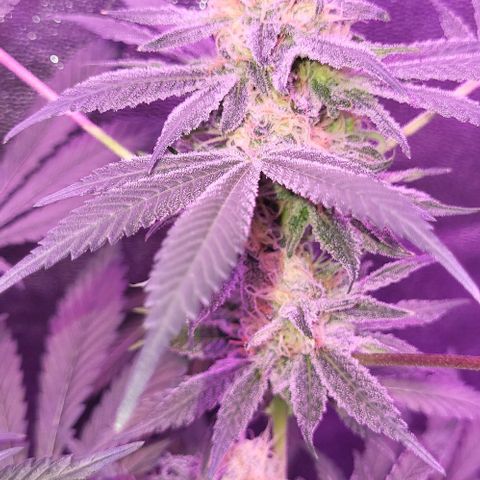 BIG BUD growlog timeline photo