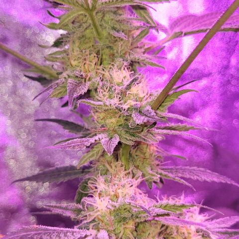 BIG BUD growlog timeline photo