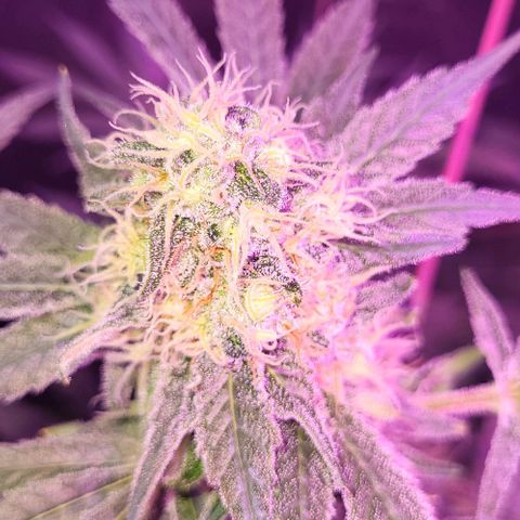 BIG BUD growlog timeline photo