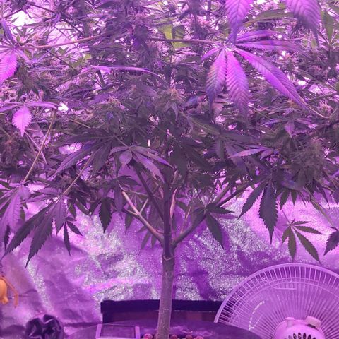 BIG BUD growlog timeline photo