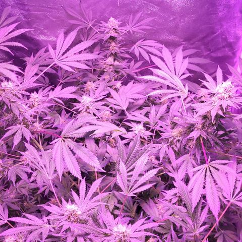 BIG BUD growlog timeline photo