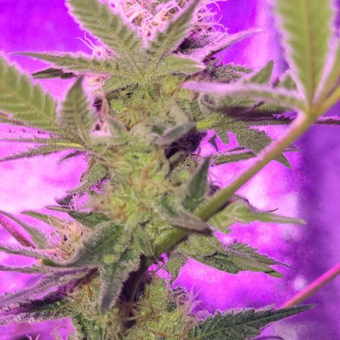 BIG BUD growlog timeline photo