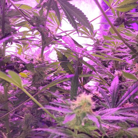 BIG BUD growlog timeline photo