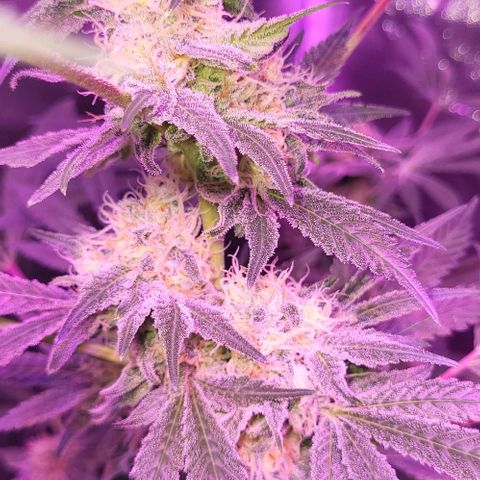 BIG BUD growlog timeline photo