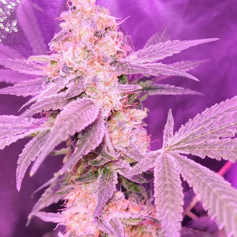 BIG BUD growlog timeline photo