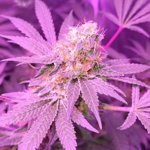 BIG BUD growlog timeline photo