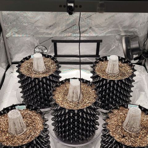 Purple lemonade & pineapple express autos from 420 fastbuds  growlog photo