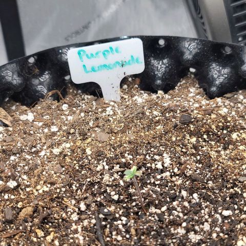 Purple lemonade & pineapple express autos from 420 fastbuds  growlog photo