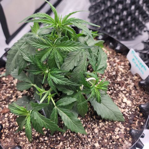 Purple lemonade & pineapple express autos from 420 fastbuds  growlog photo