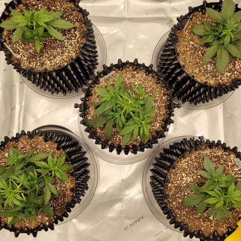 Purple lemonade & pineapple express autos from 420 fastbuds  growlog timeline photo