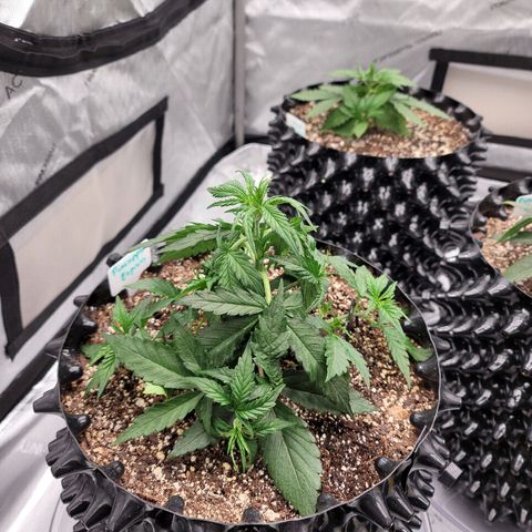 Purple lemonade & pineapple express autos from 420 fastbuds  growlog timeline photo