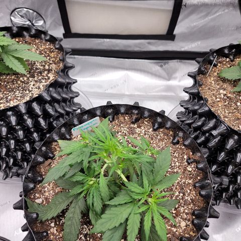 Purple lemonade & pineapple express autos from 420 fastbuds  growlog timeline photo
