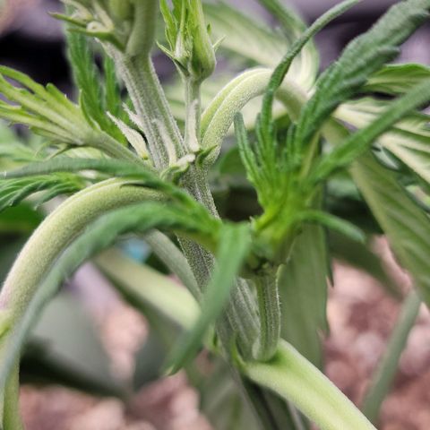 Purple lemonade & pineapple express autos from 420 fastbuds  growlog timeline photo