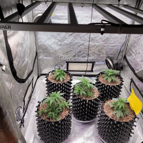 Purple lemonade & pineapple express autos from 420 fastbuds  growlog timeline photo