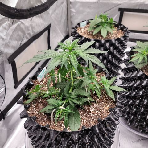 Purple lemonade & pineapple express autos from 420 fastbuds  growlog timeline photo