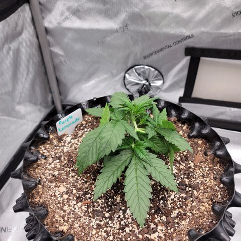 Purple lemonade & pineapple express autos from 420 fastbuds  growlog timeline photo