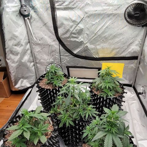 Purple lemonade & pineapple express autos from 420 fastbuds  growlog timeline photo