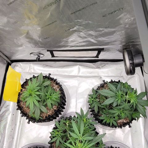 Purple lemonade & pineapple express autos from 420 fastbuds  growlog timeline photo