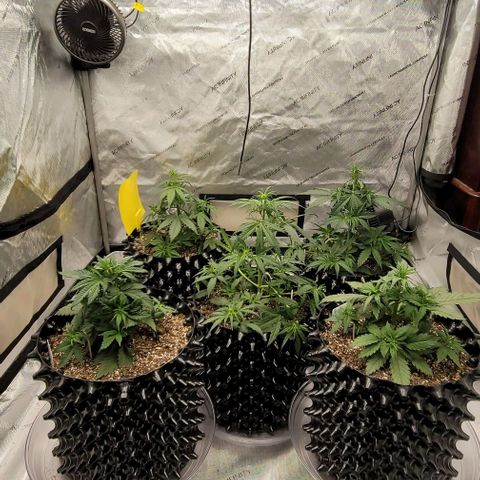 Purple lemonade & pineapple express autos from 420 fastbuds  growlog timeline photo