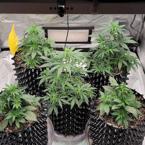 Purple lemonade & pineapple express autos from 420 fastbuds  growlog timeline photo