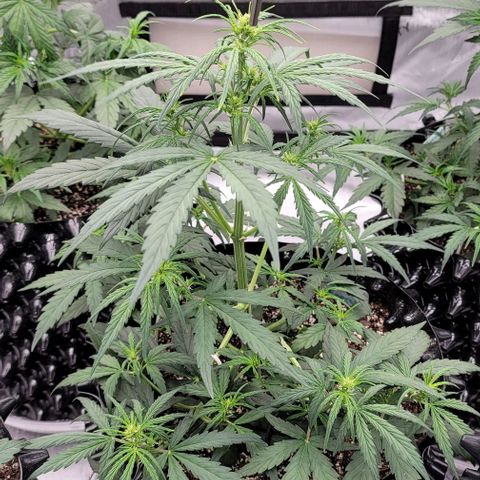 Purple lemonade & pineapple express autos from 420 fastbuds  growlog timeline photo