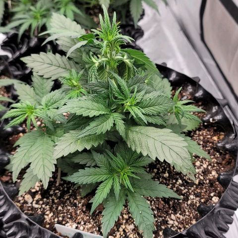 Purple lemonade & pineapple express autos from 420 fastbuds  growlog timeline photo