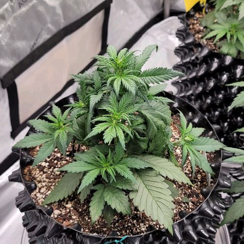 Purple lemonade & pineapple express autos from 420 fastbuds  growlog timeline photo