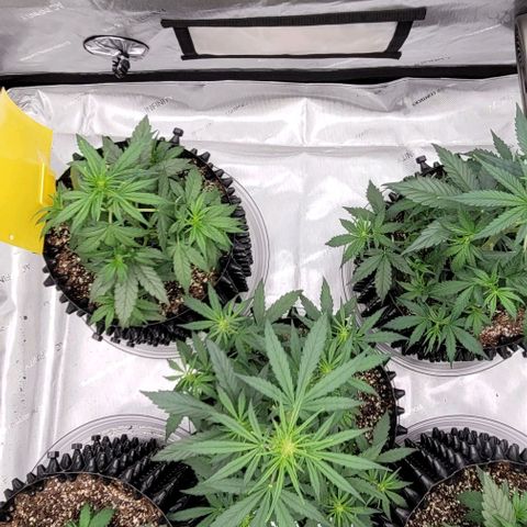 Purple lemonade & pineapple express autos from 420 fastbuds  growlog timeline photo