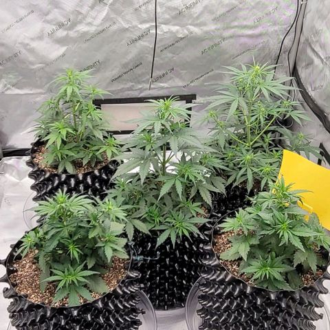 Purple lemonade & pineapple express autos from 420 fastbuds  growlog timeline photo