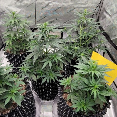 Purple lemonade & pineapple express autos from 420 fastbuds  growlog timeline photo